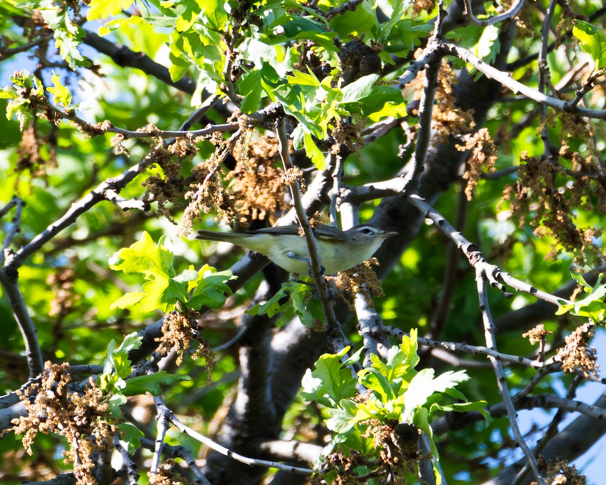 Warbling Vireo - ML617674237