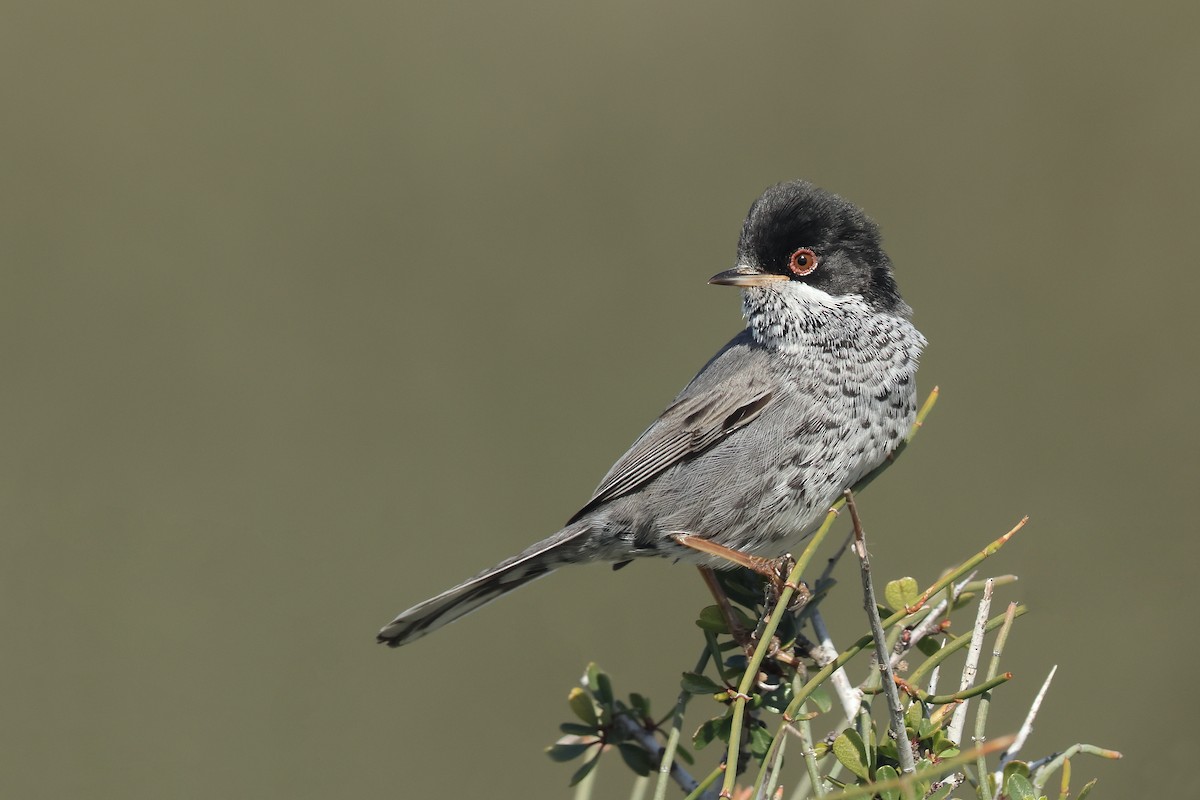 Cyprus Warbler - ML617674239