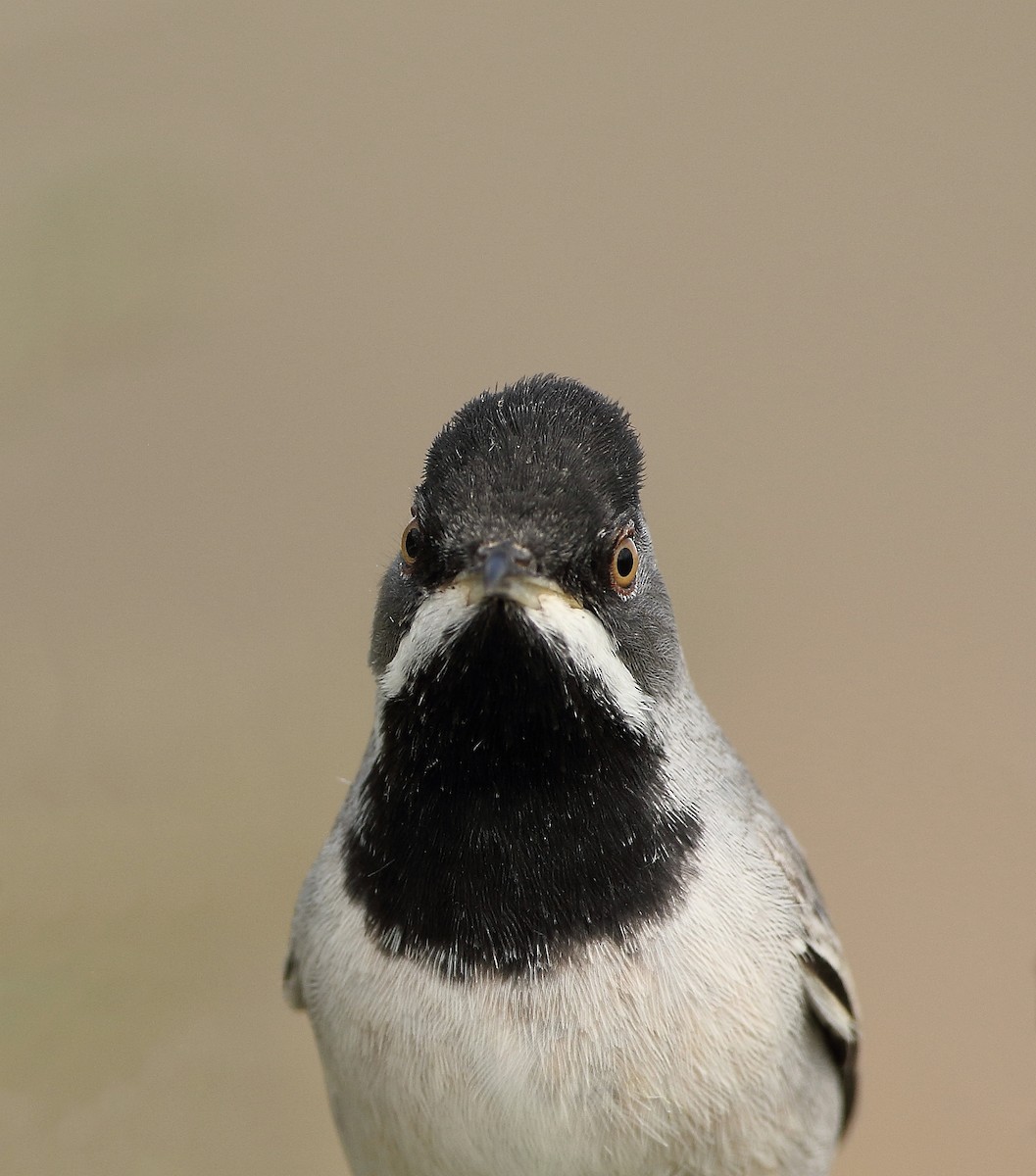 Rüppell's Warbler - ML617674252