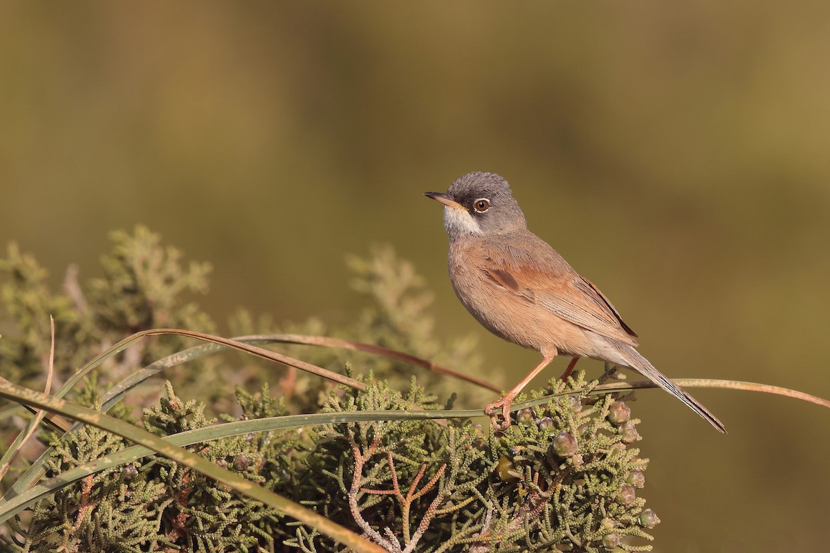 Spectacled Warbler - ML617674269