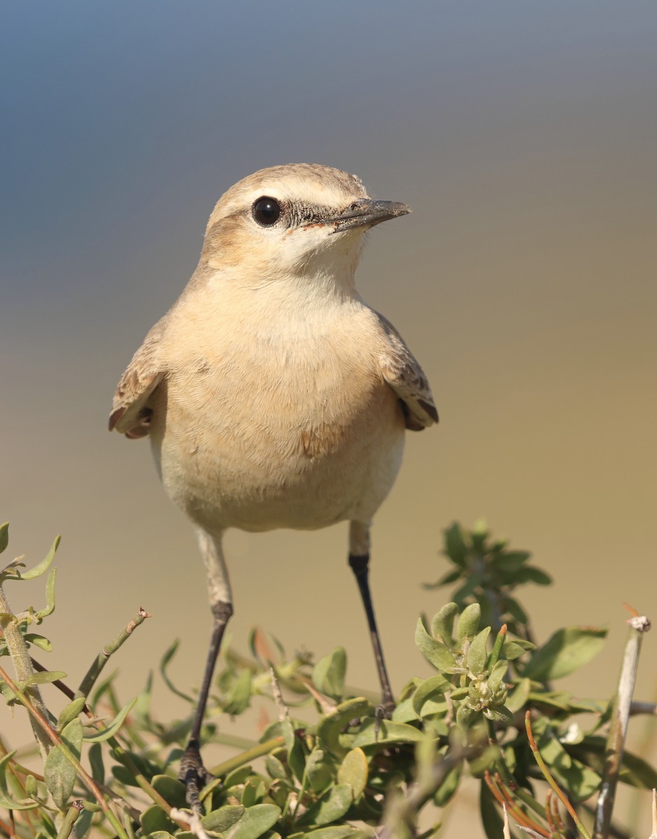 Isabelline Wheatear - ML617674282