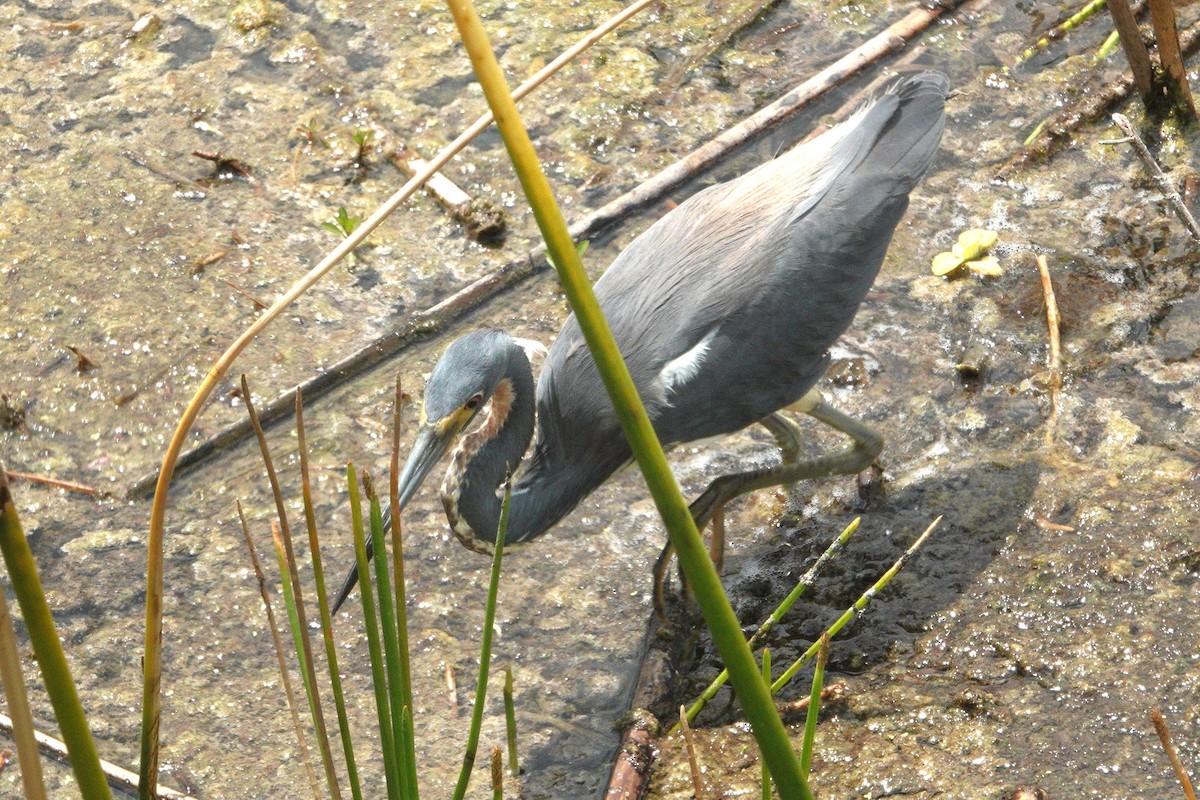 Tricolored Heron - Claire Herzog