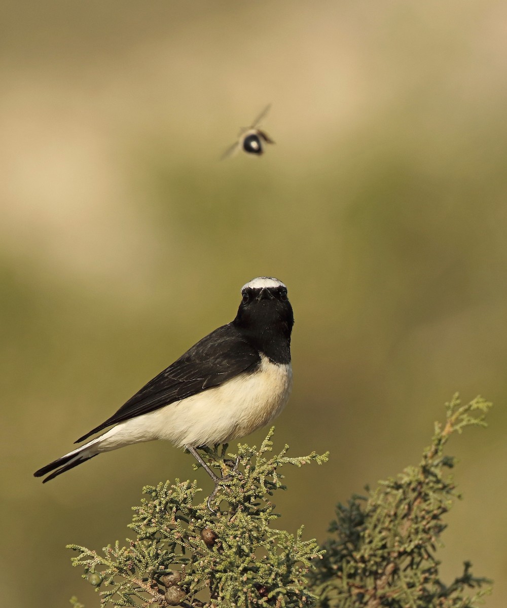 Cyprus Wheatear - ML617674317