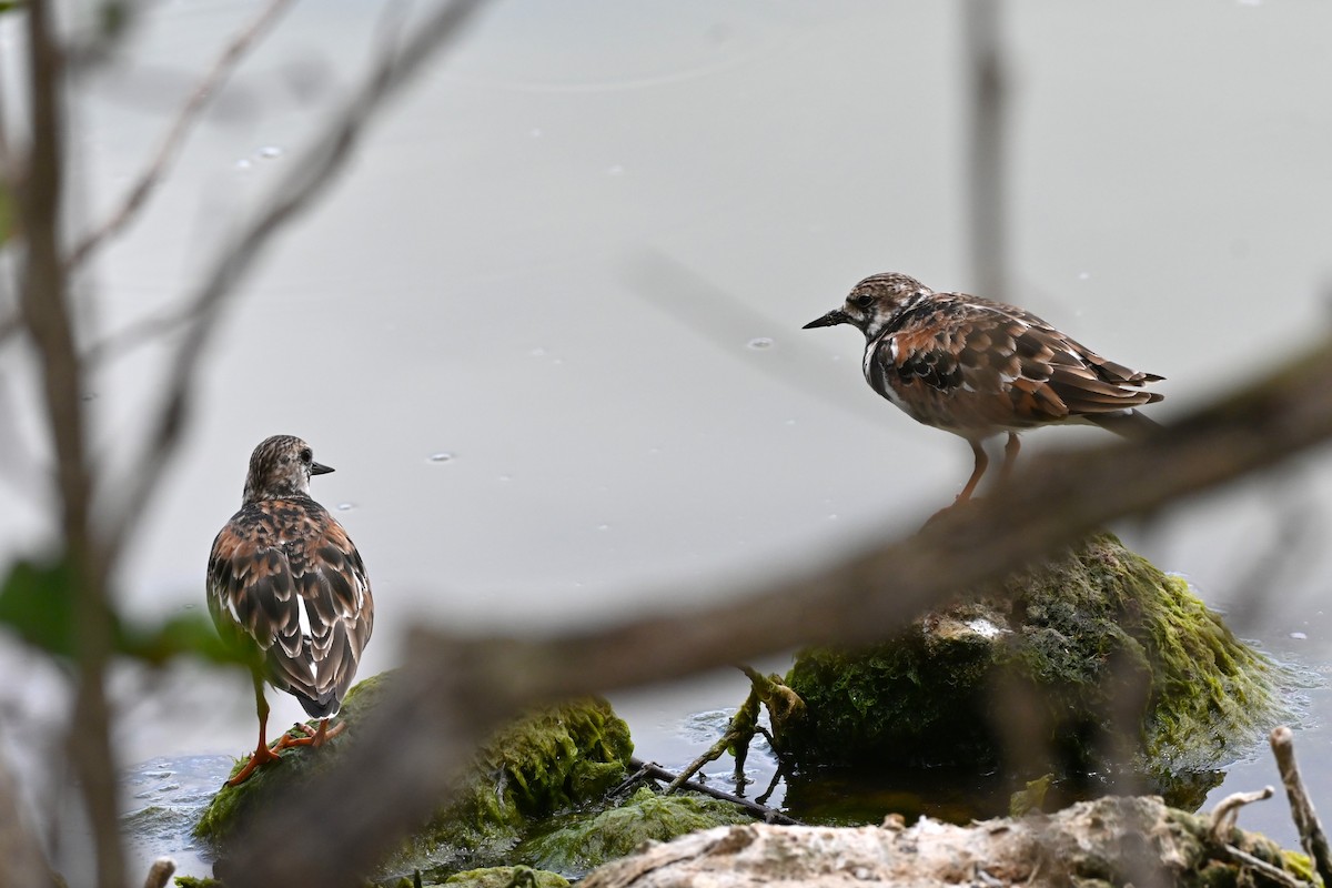 Ruddy Turnstone - Brad Rogers