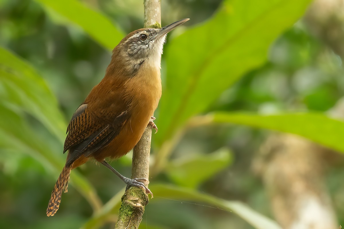 Long-billed Wren - Sergio Porto