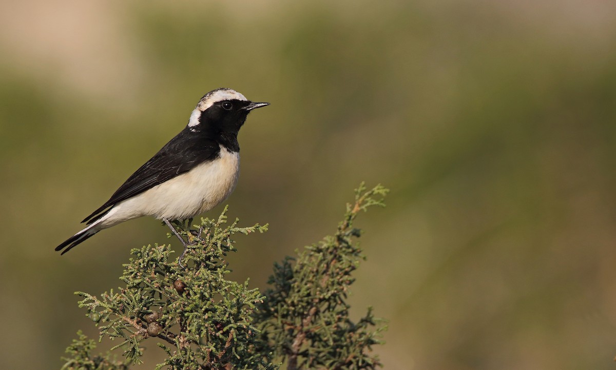 Cyprus Wheatear - ML617674360