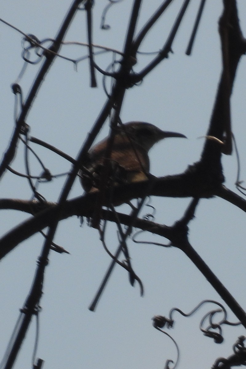 Carolina Wren - ML617674361