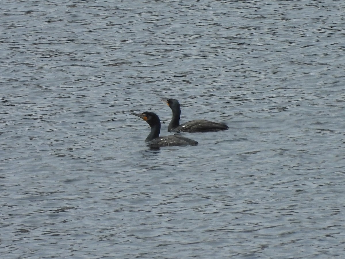 Double-crested Cormorant - Belinda  Gallagher