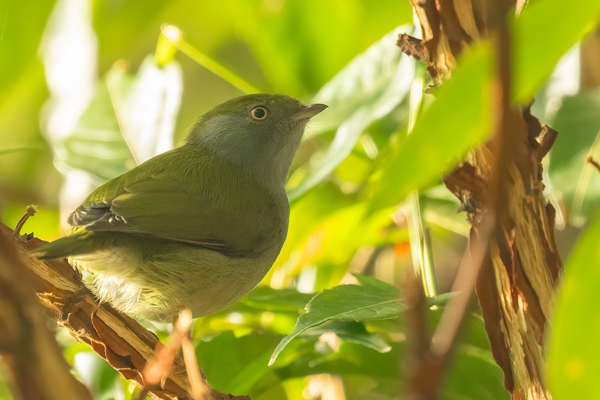 Pin-tailed Manakin - Sergio Porto