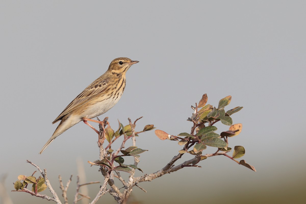 Tawny Pipit - ML617674386