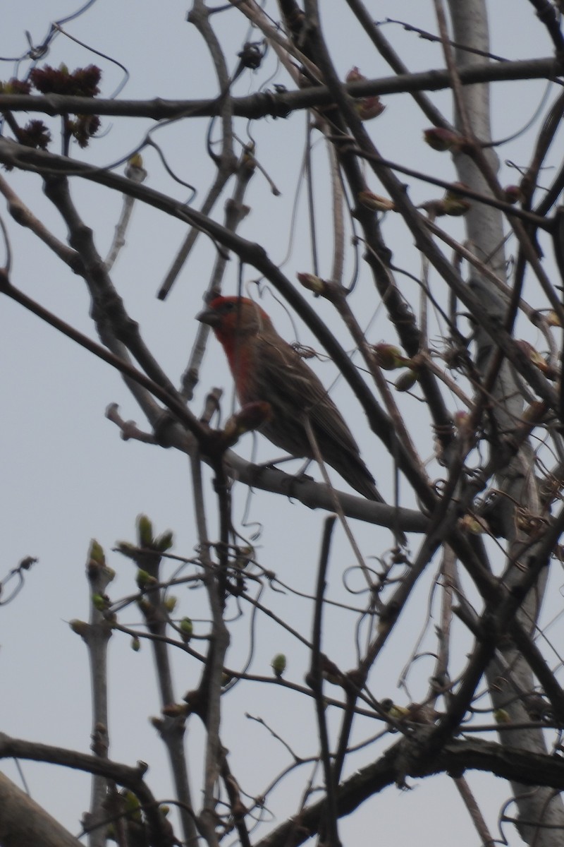 House Finch - ML617674401