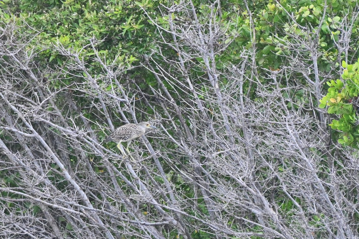 Yellow-crowned Night Heron - Brad Rogers