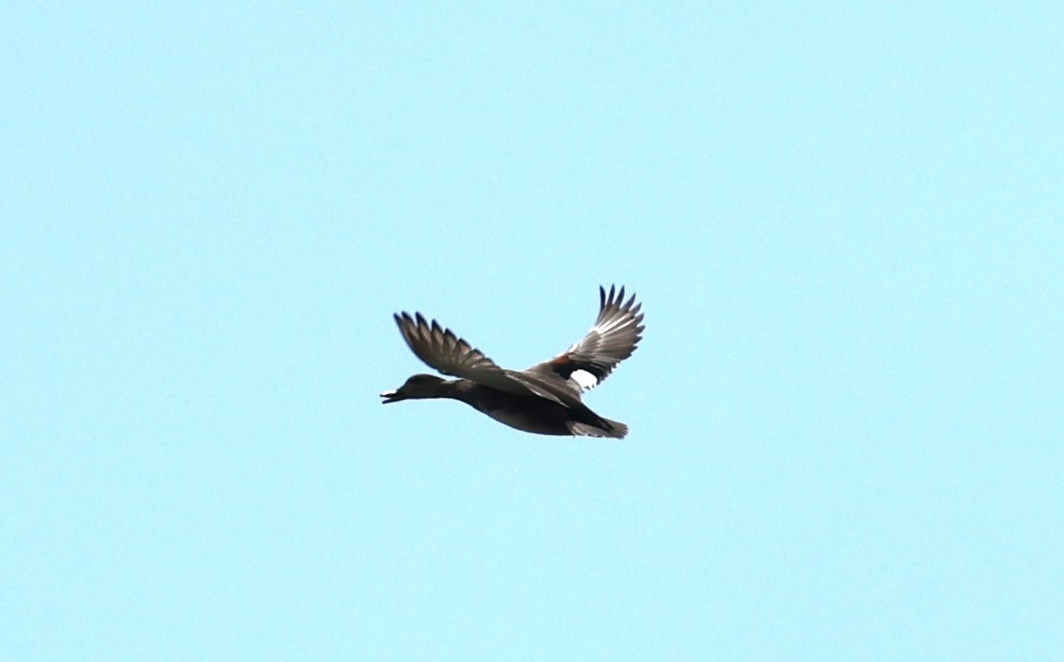 Gadwall (Common) - David Nicosia