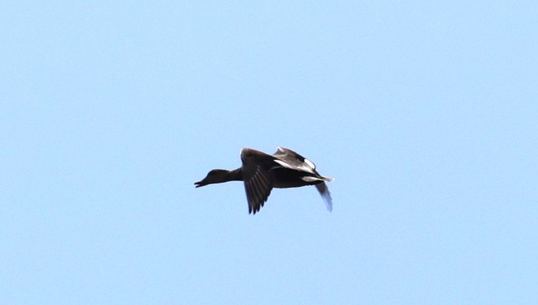 Gadwall (Common) - David Nicosia