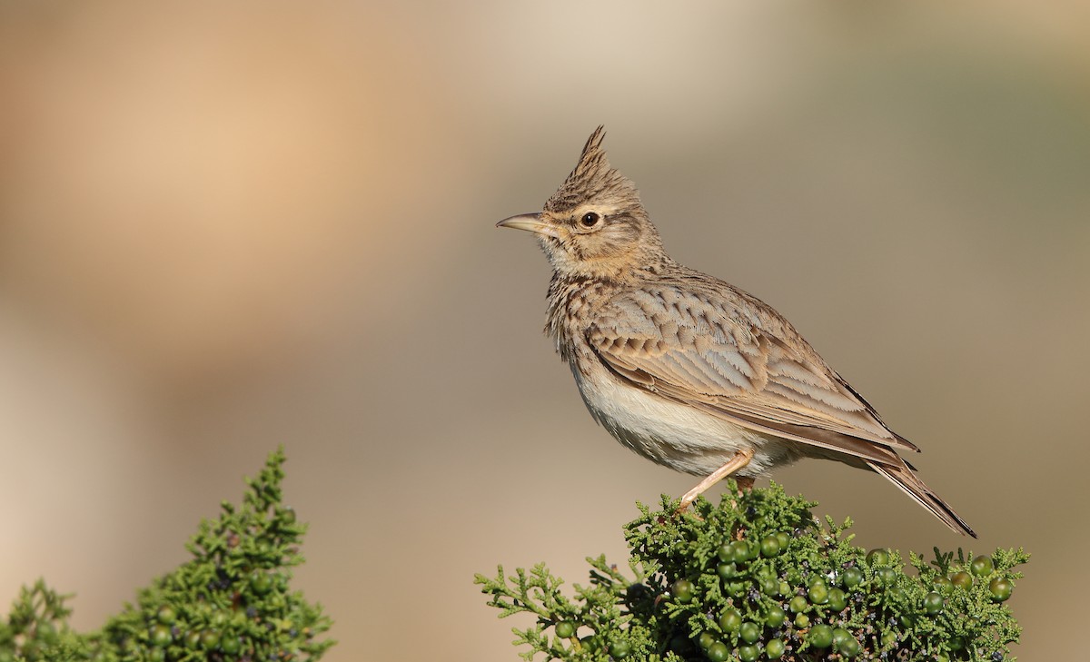 Crested Lark - ML617674429