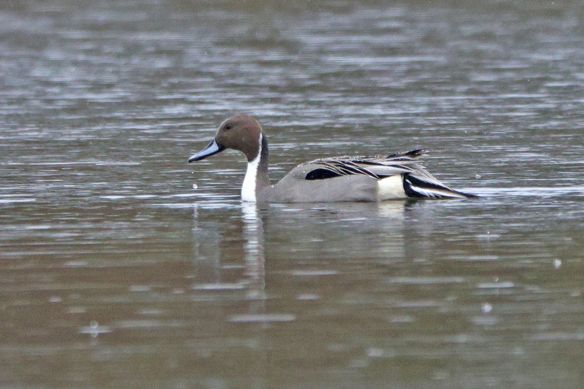 Northern Pintail - BRUCE FINNAN