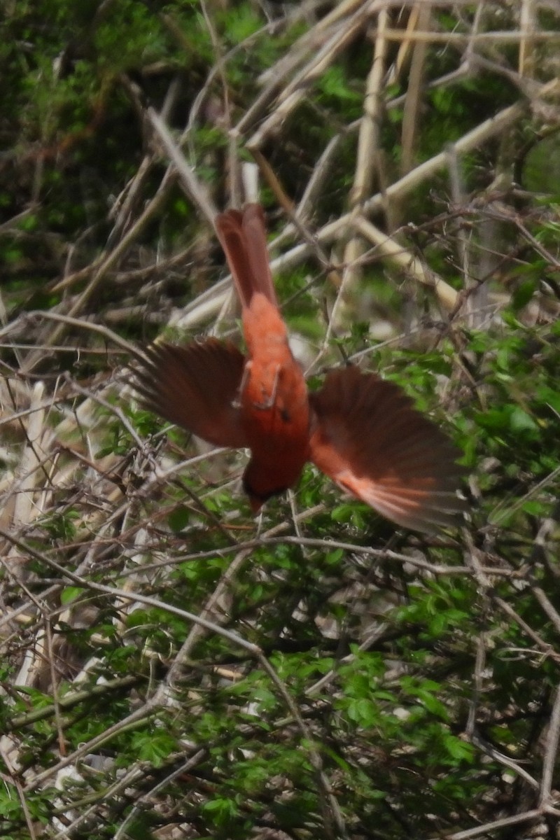 Northern Cardinal - ML617674436