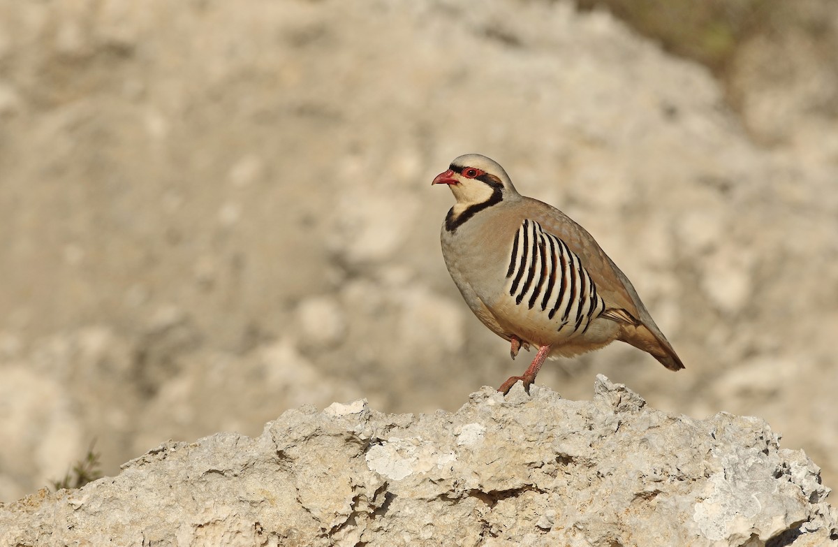 Chukar - ML617674449