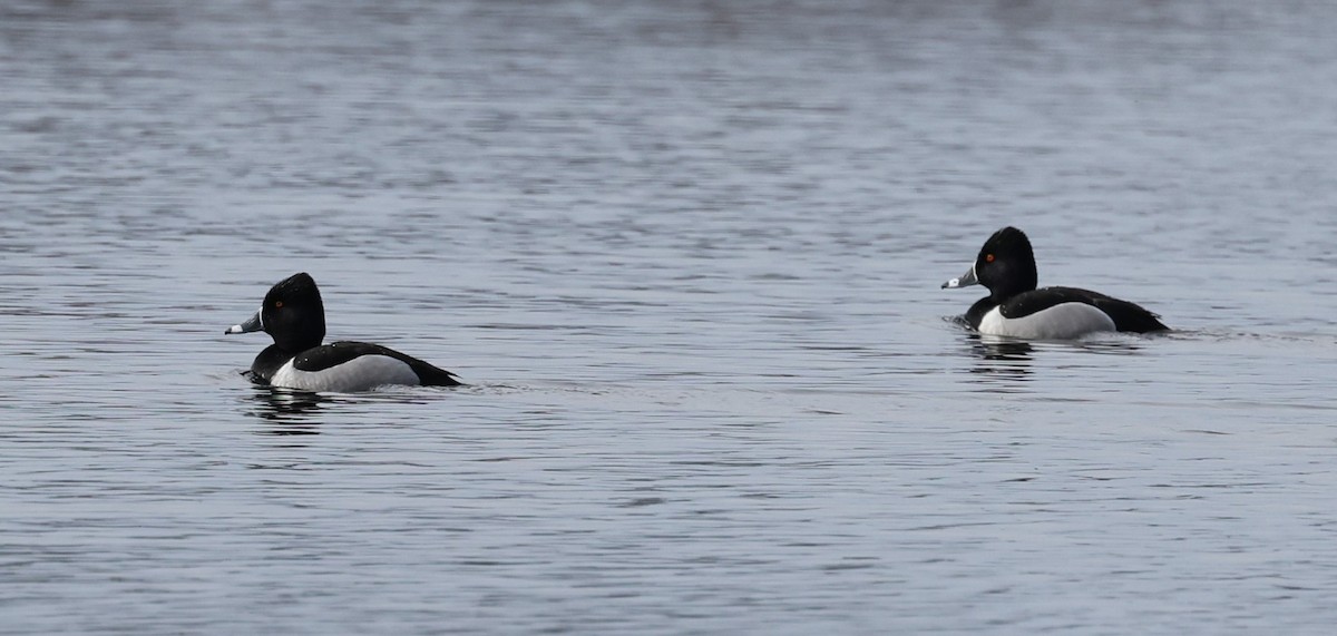 Ring-necked Duck - ML617674450