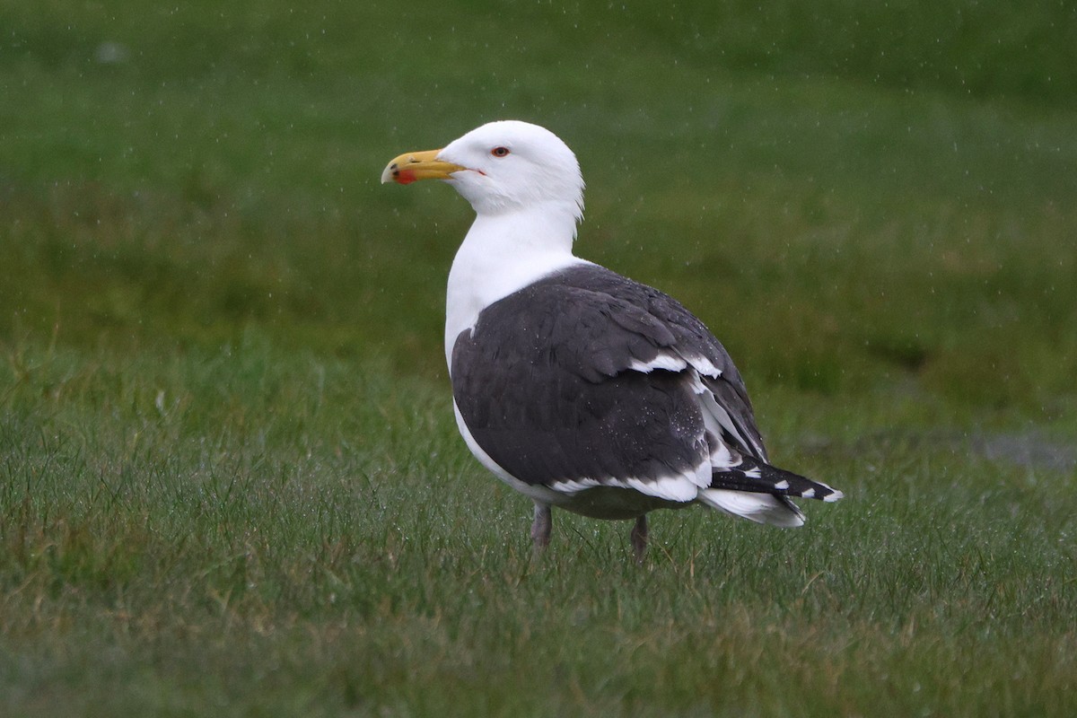 Great Black-backed Gull - ML617674453