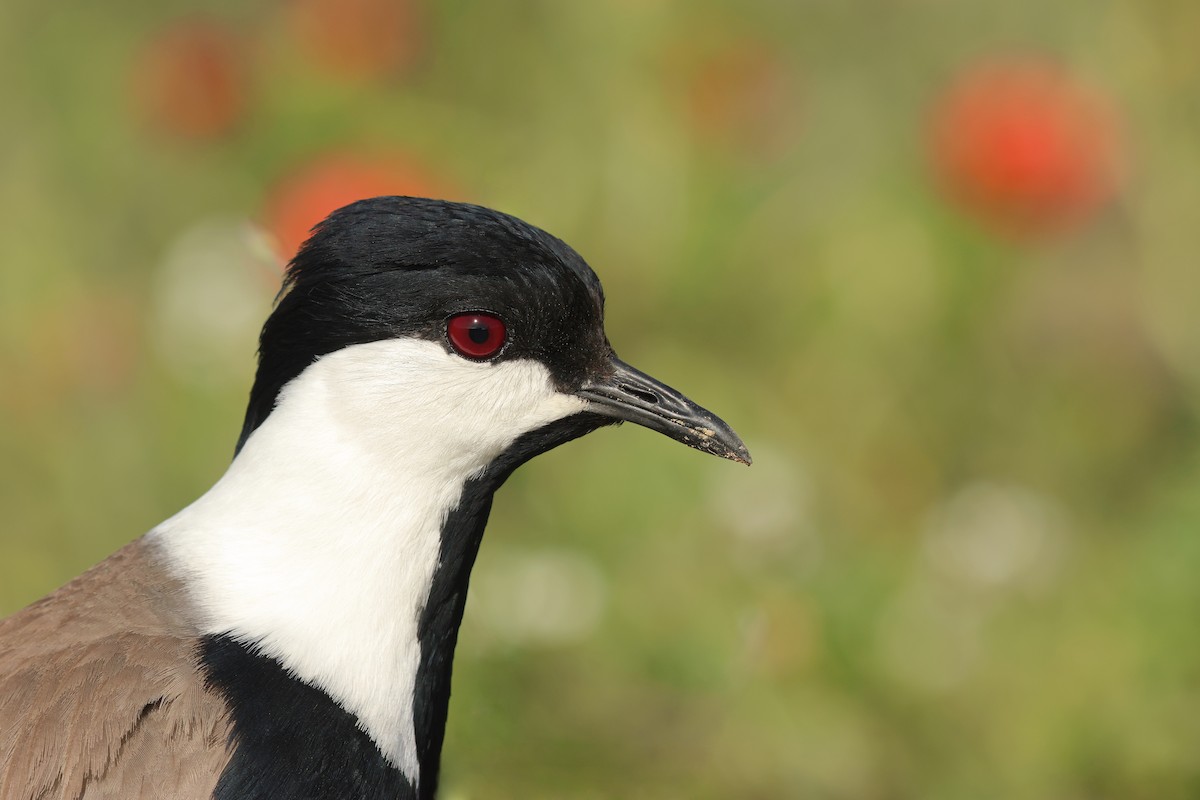 Spur-winged Lapwing - antonis tsaknakis