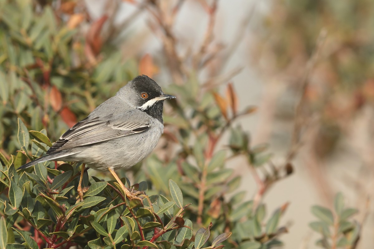 Rüppell's Warbler - ML617674470