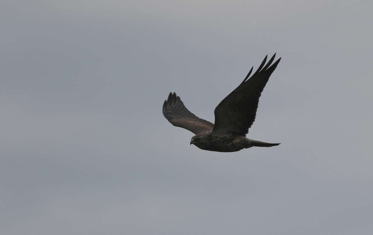 Swainson's Hawk - Shawn Billerman