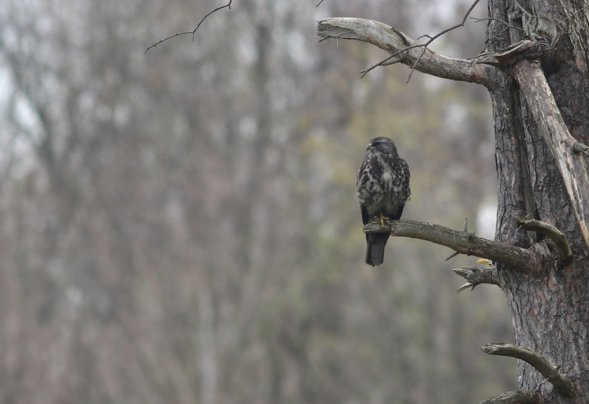 Swainson's Hawk - Shawn Billerman