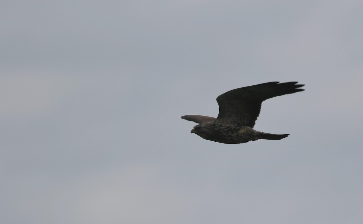 Swainson's Hawk - Shawn Billerman