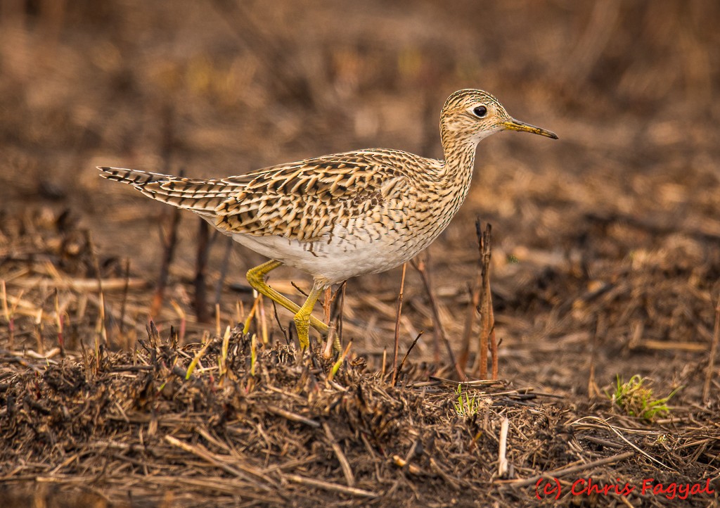 Upland Sandpiper - ML617674478