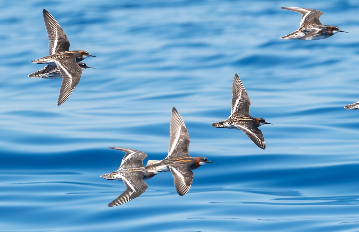 Red-necked Phalarope - ML617674497