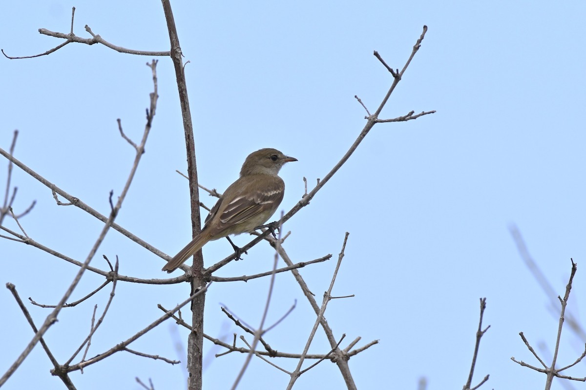 Caribbean Elaenia - Brad Rogers