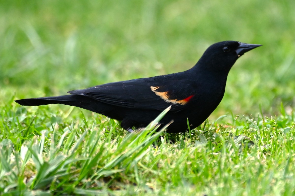 Red-winged Blackbird - ML617674501