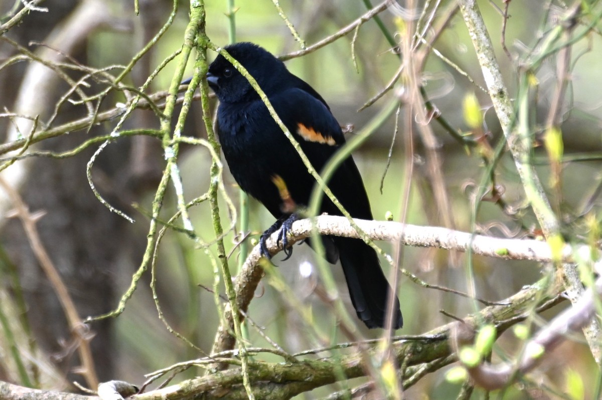 Red-winged Blackbird - ML617674502