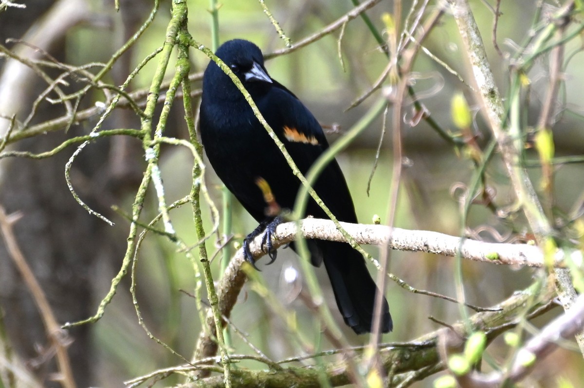 Red-winged Blackbird - ML617674503