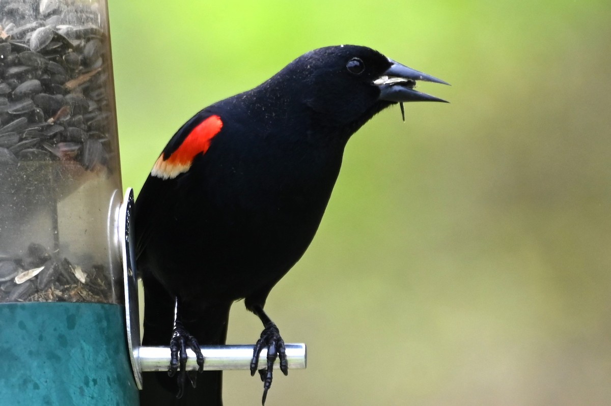 Red-winged Blackbird - ML617674504