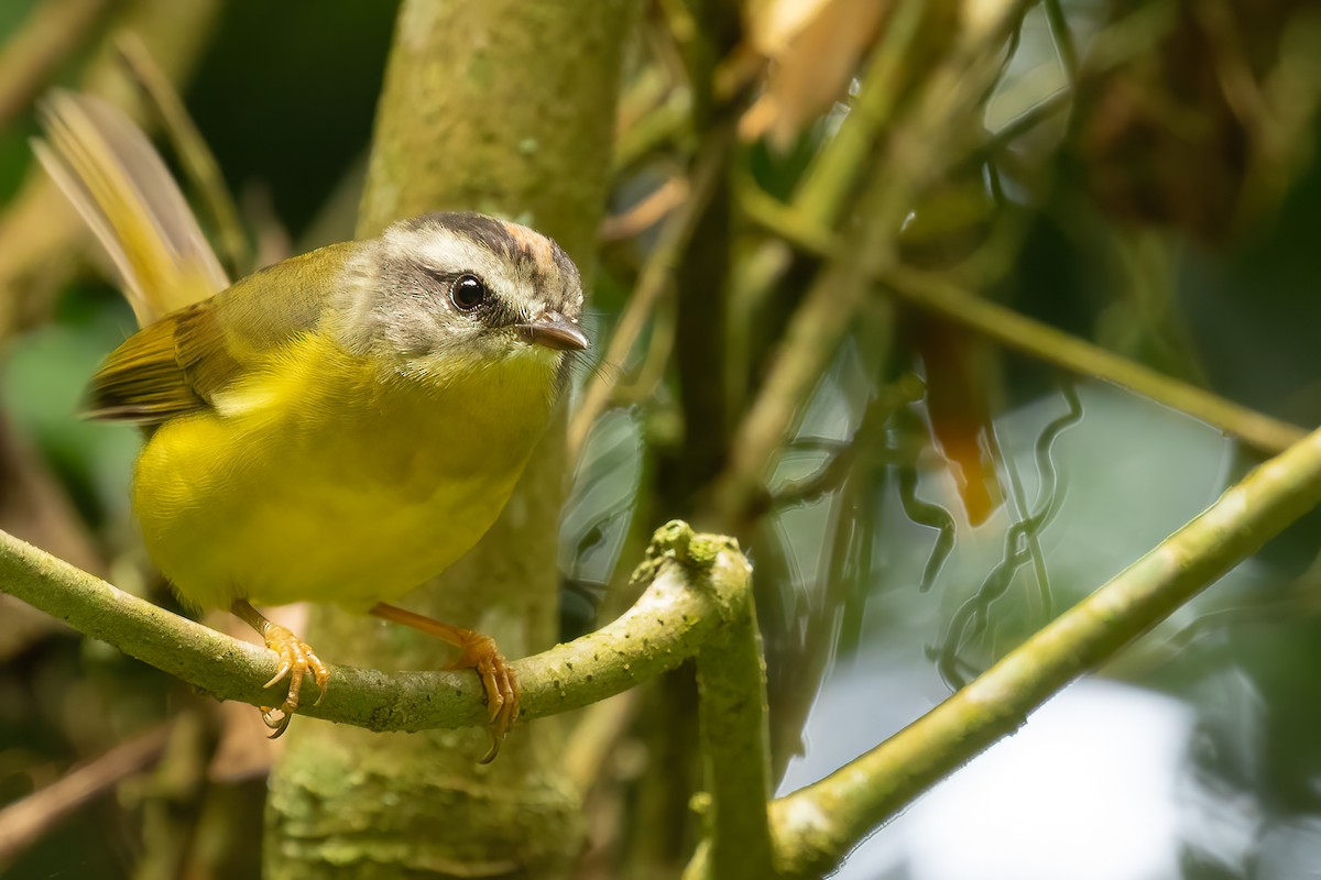 Golden-crowned Warbler - Sergio Porto