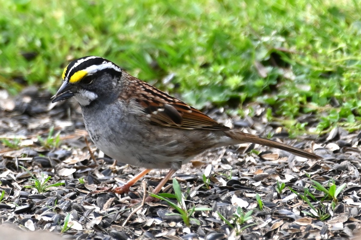 White-throated Sparrow - ML617674519