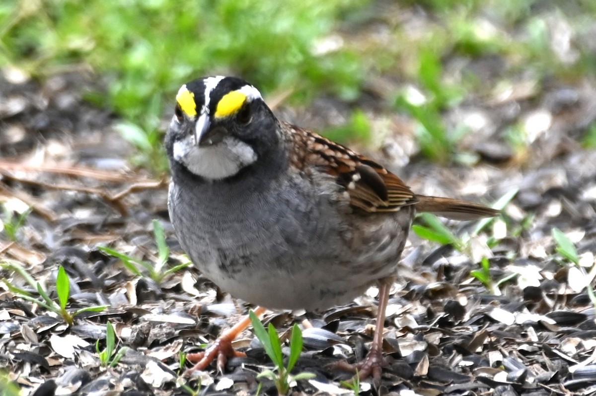 White-throated Sparrow - ML617674520