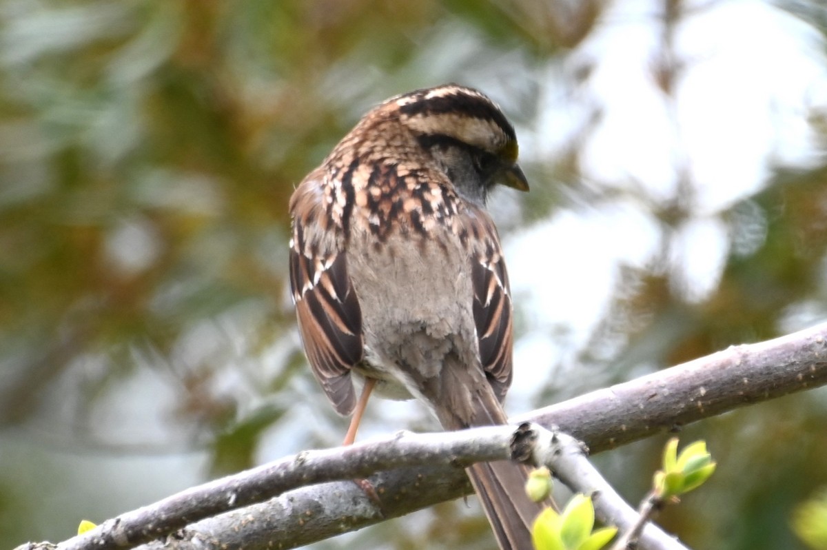 White-throated Sparrow - Gil Aburto-Avila