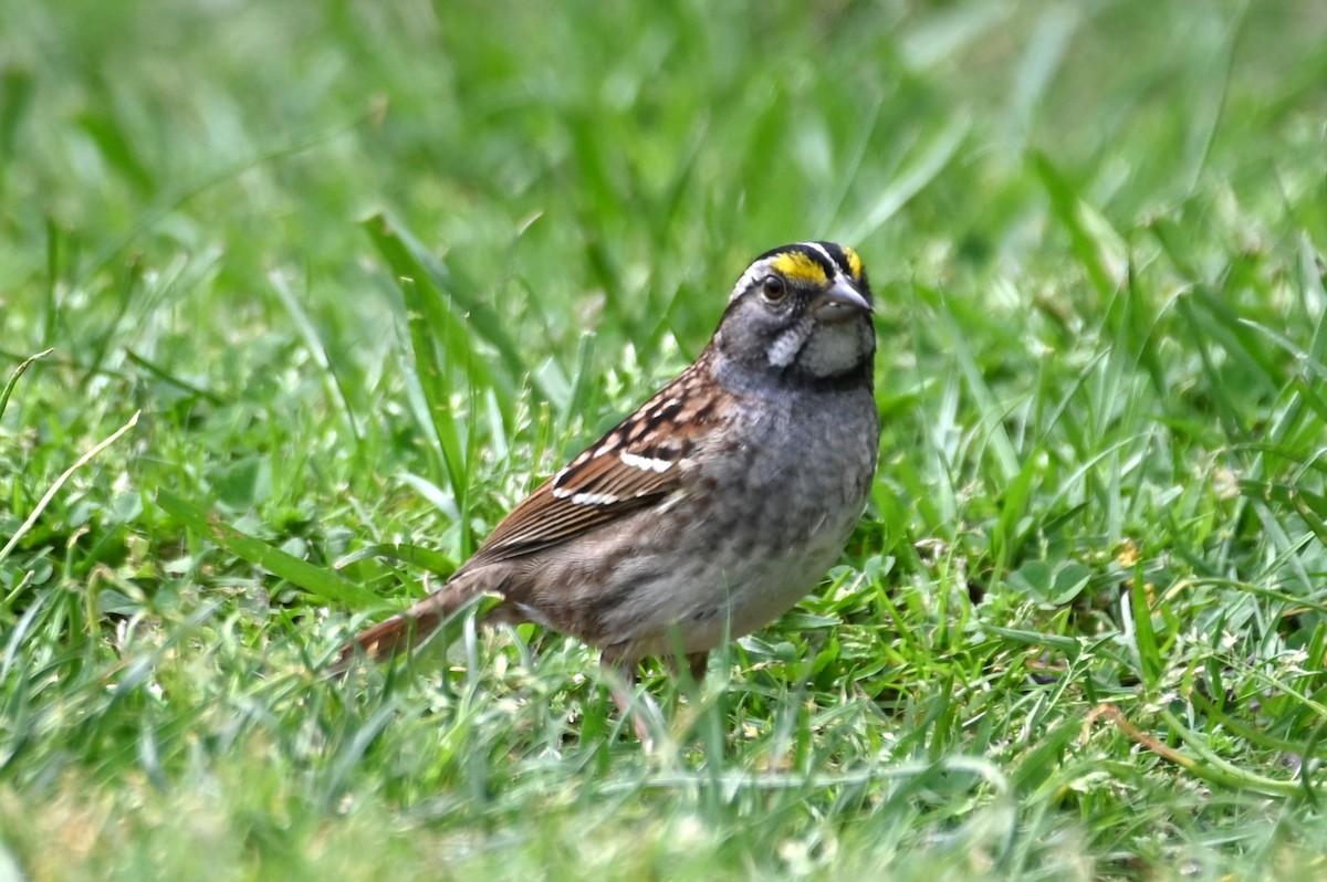 White-throated Sparrow - ML617674522