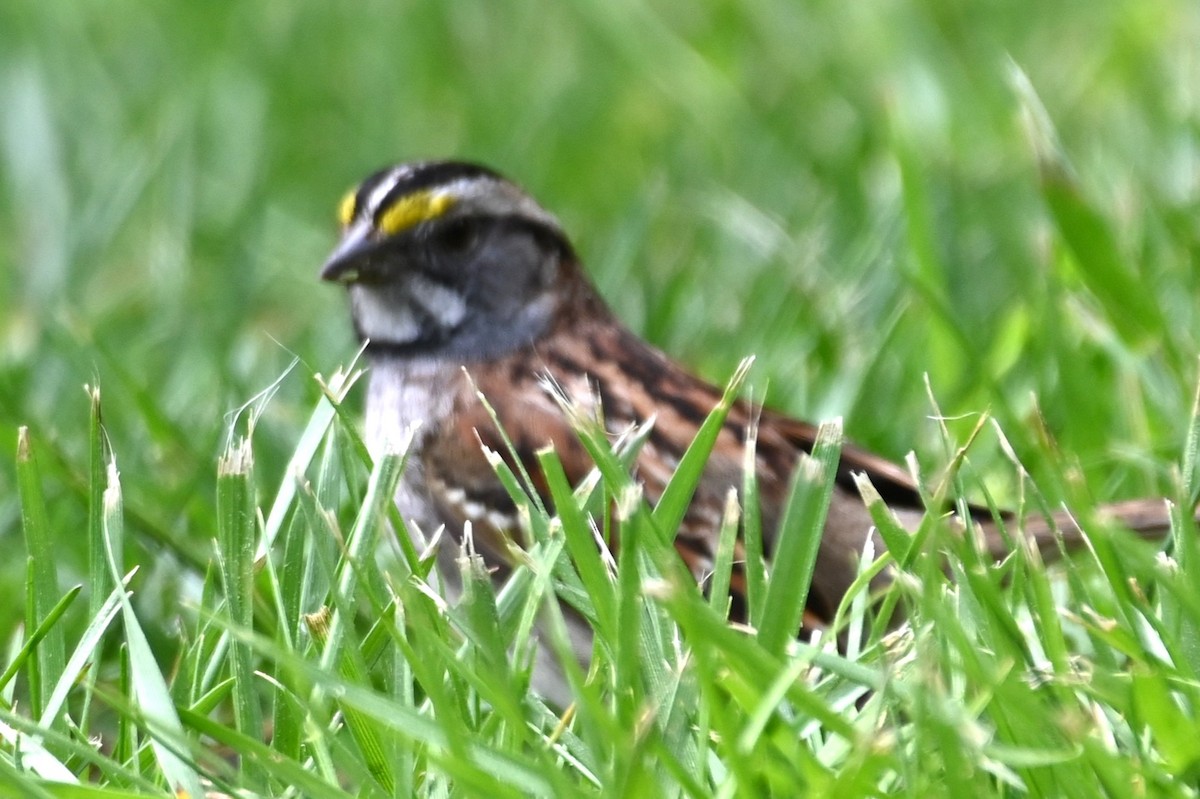 White-throated Sparrow - ML617674523