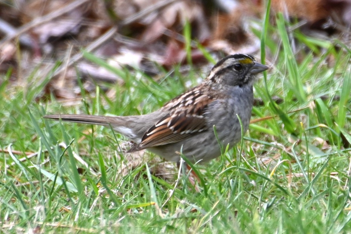 White-throated Sparrow - ML617674524