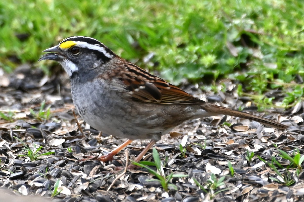 White-throated Sparrow - ML617674525