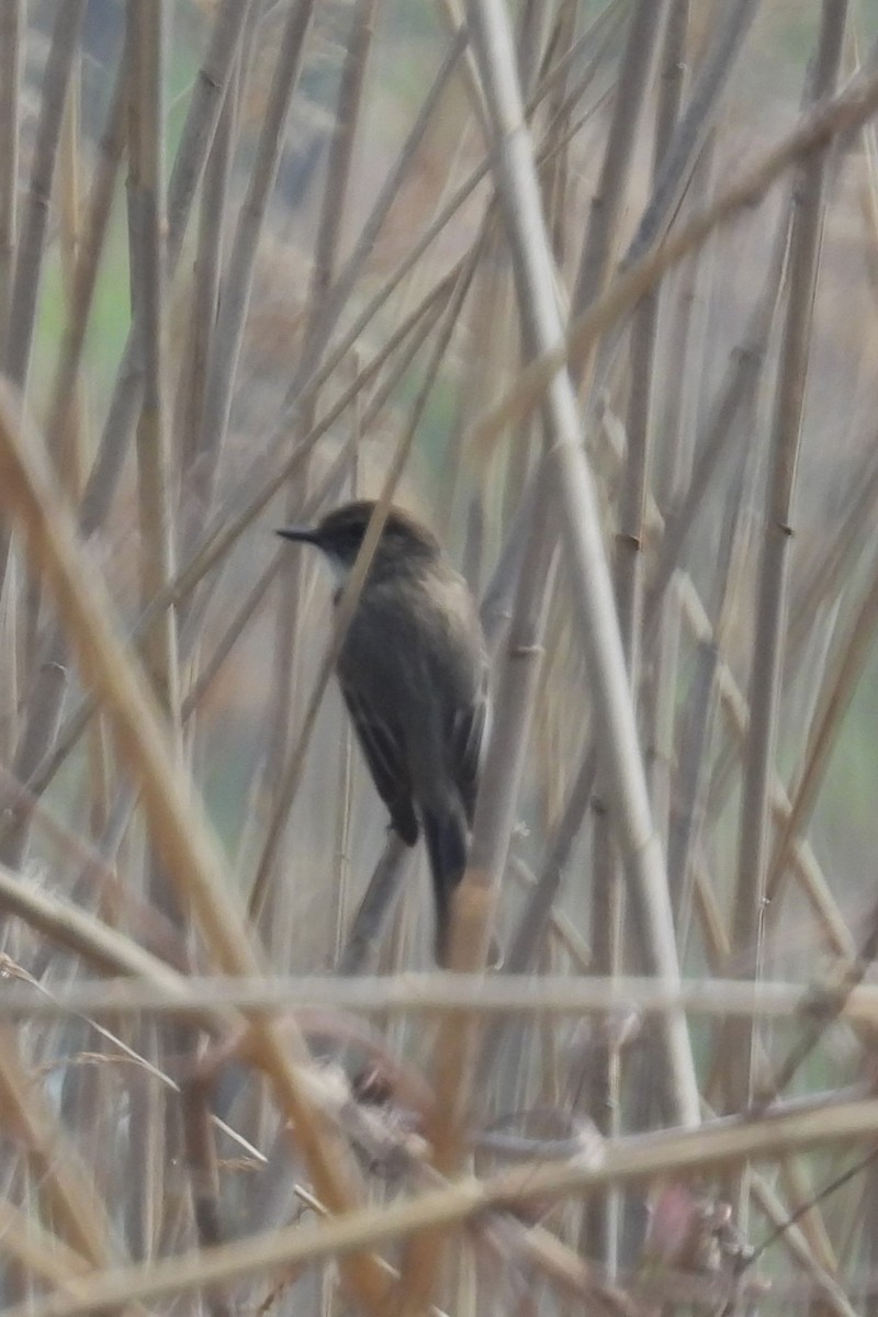 Eastern Phoebe - ML617674553