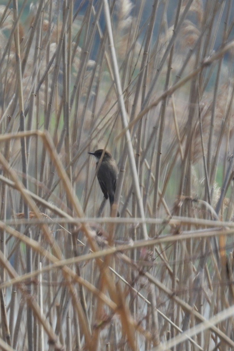 Eastern Phoebe - ML617674554