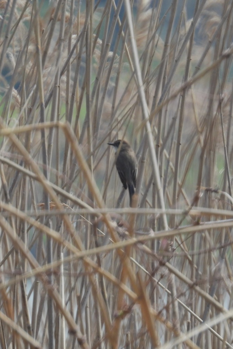 Eastern Phoebe - ML617674555