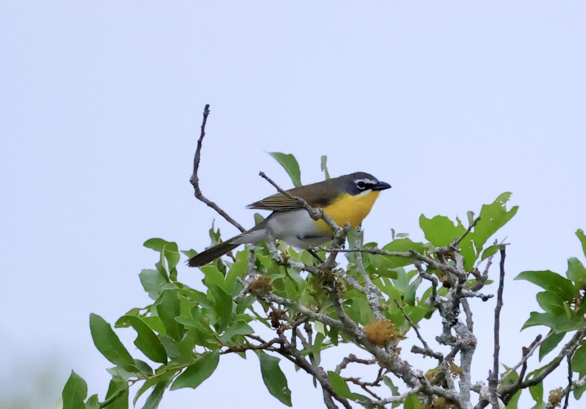 Yellow-breasted Chat - ML617674563