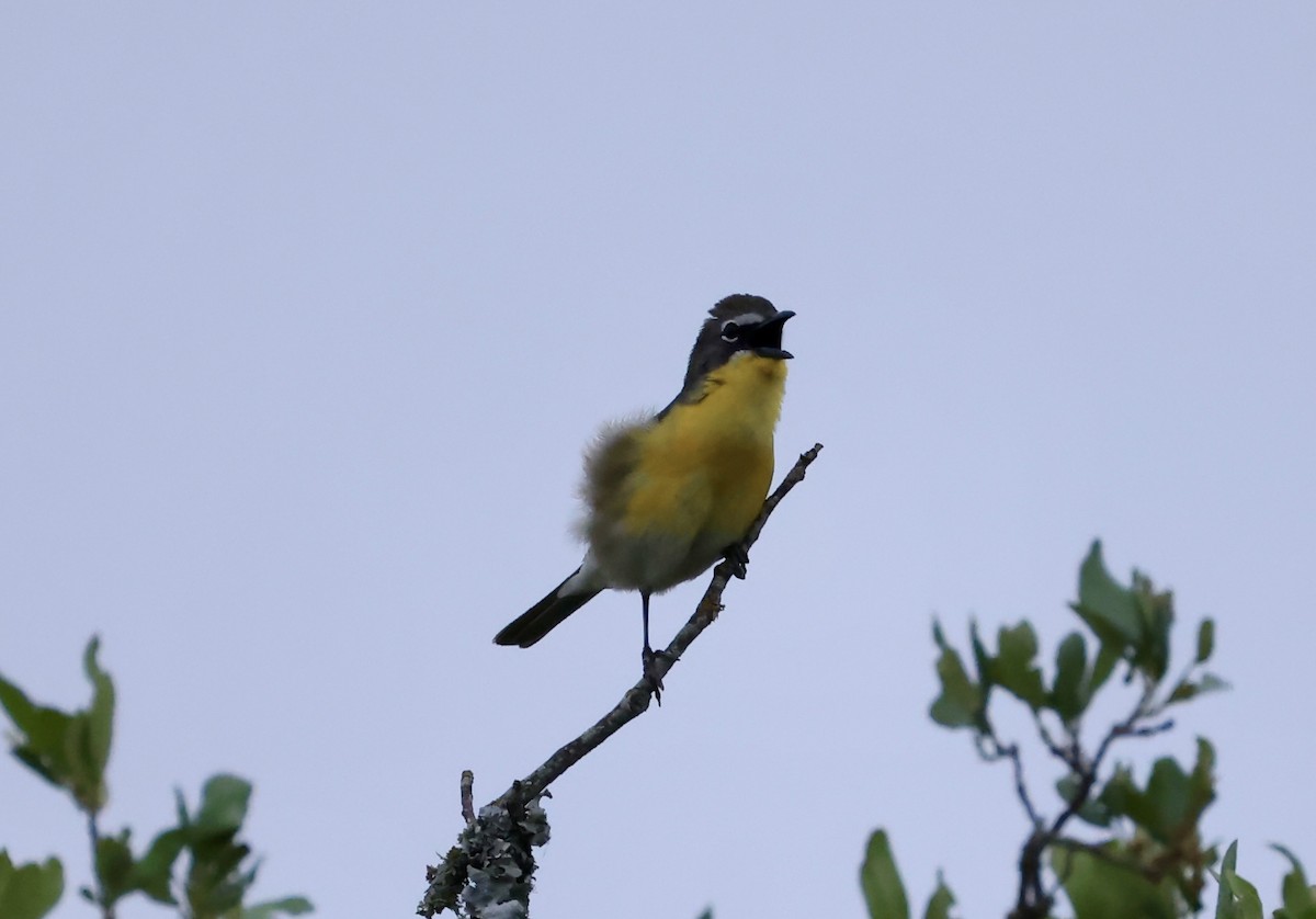 Yellow-breasted Chat - ML617674564