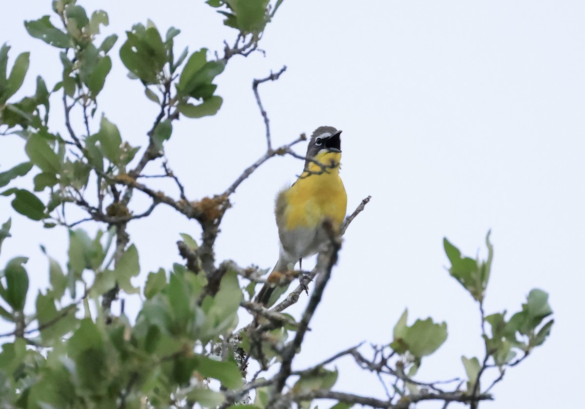 Yellow-breasted Chat - ML617674565